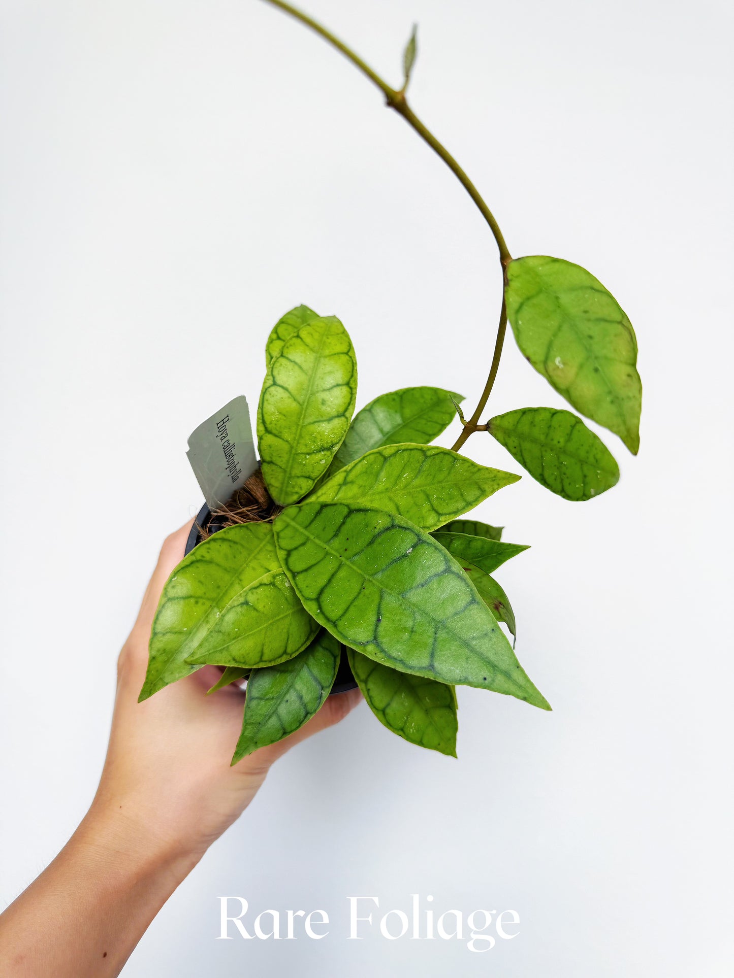 Hoya Callistophylla 4"