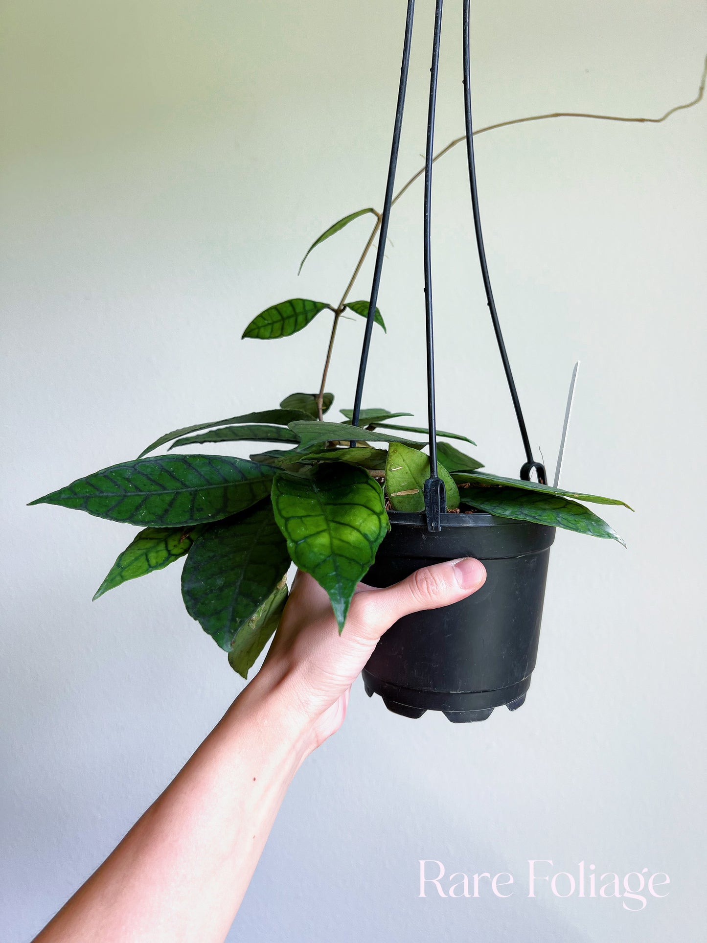 Hoya Callistophylla 5” Hanging Basket Mother Plant