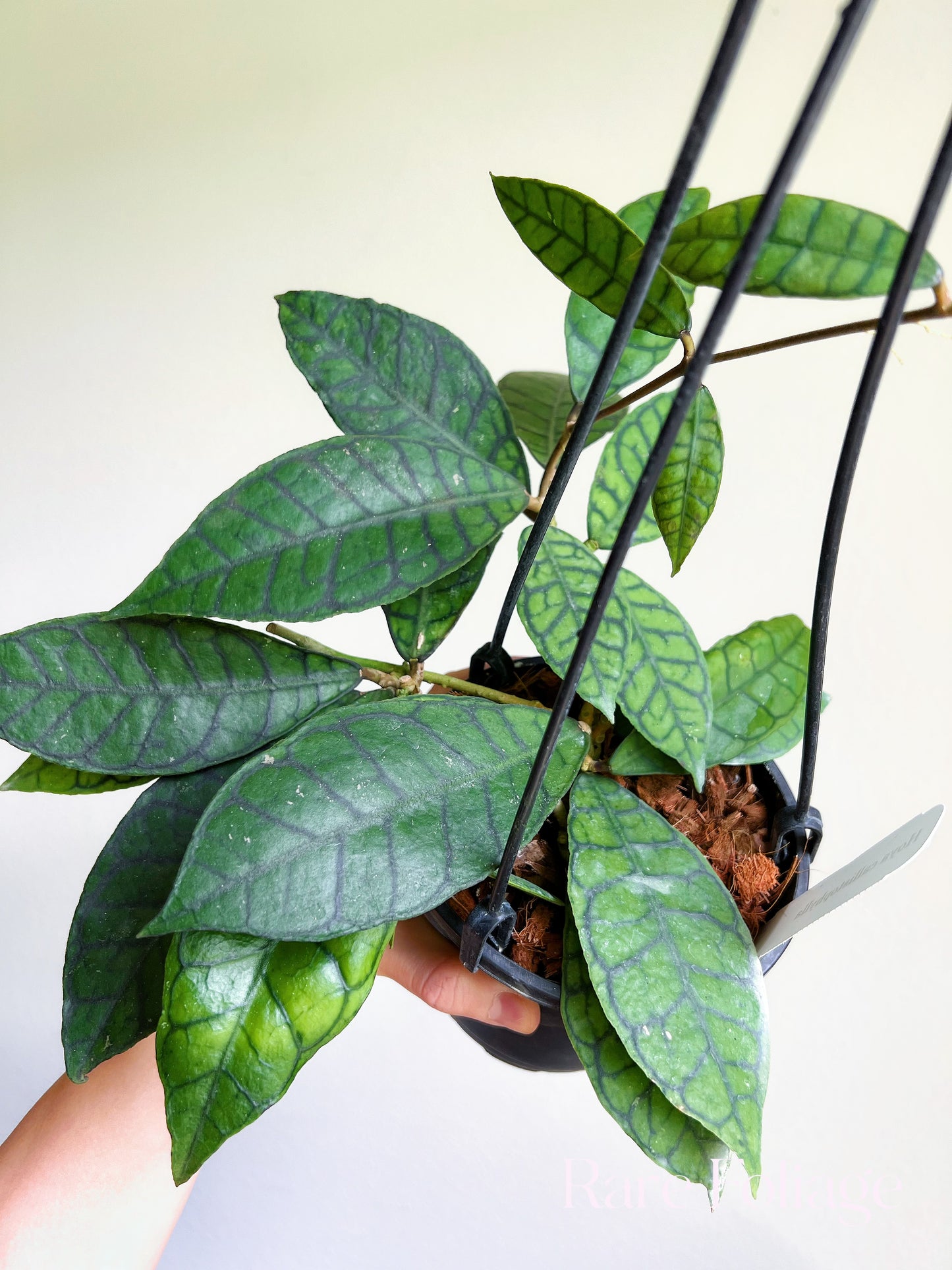 Hoya Callistophylla 5” Hanging Basket Mother Plant