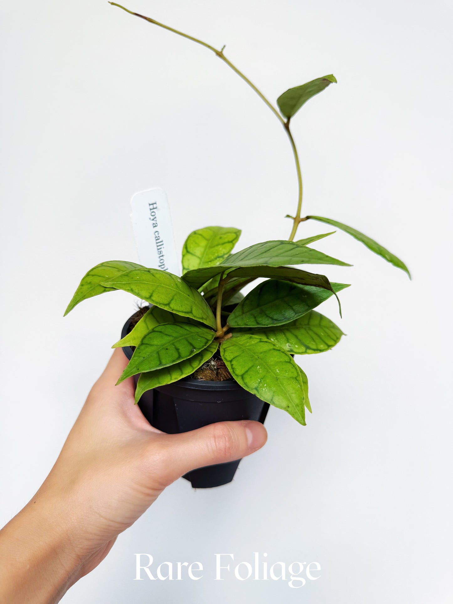 Hoya Callistophylla 4"