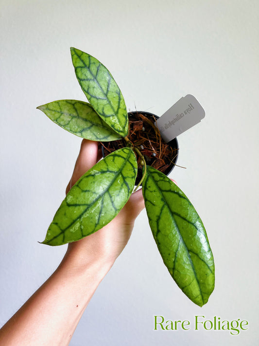 Hoya Callistophylla (Indonesia) 3"