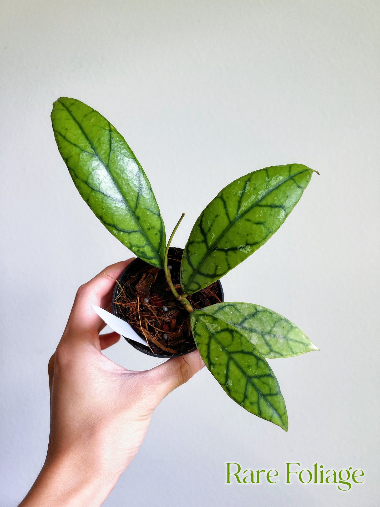 Hoya Callistophylla (Indonesia) 3"