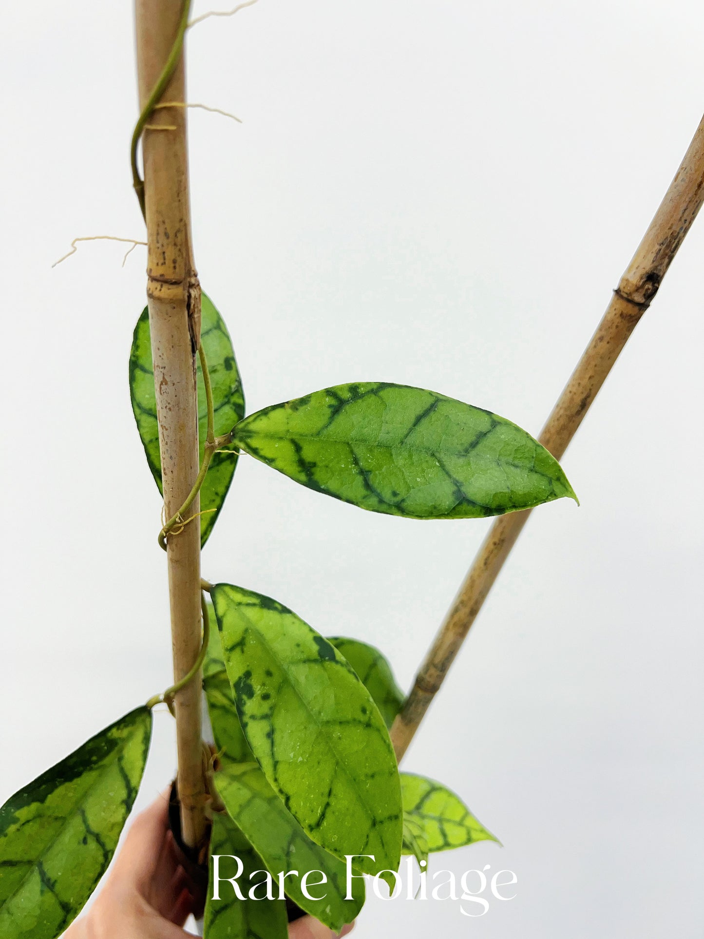 Hoya Callistophylla (Indonesia) 4” on Trellis