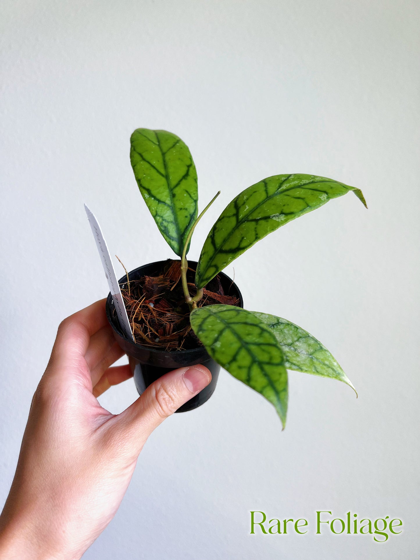 Hoya Callistophylla (Indonesia) 3"