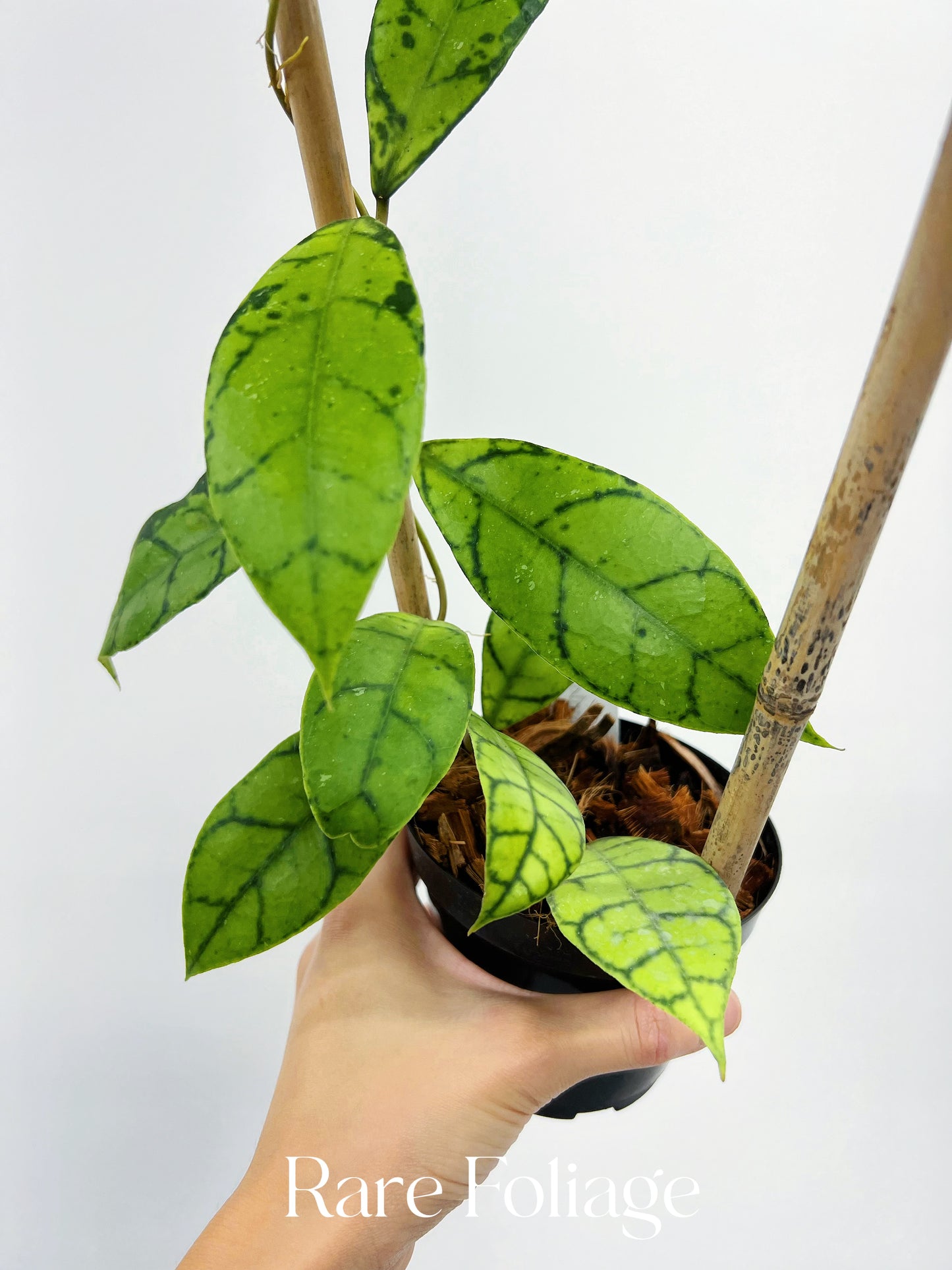 Hoya Callistophylla (Indonesia) 4” on Trellis