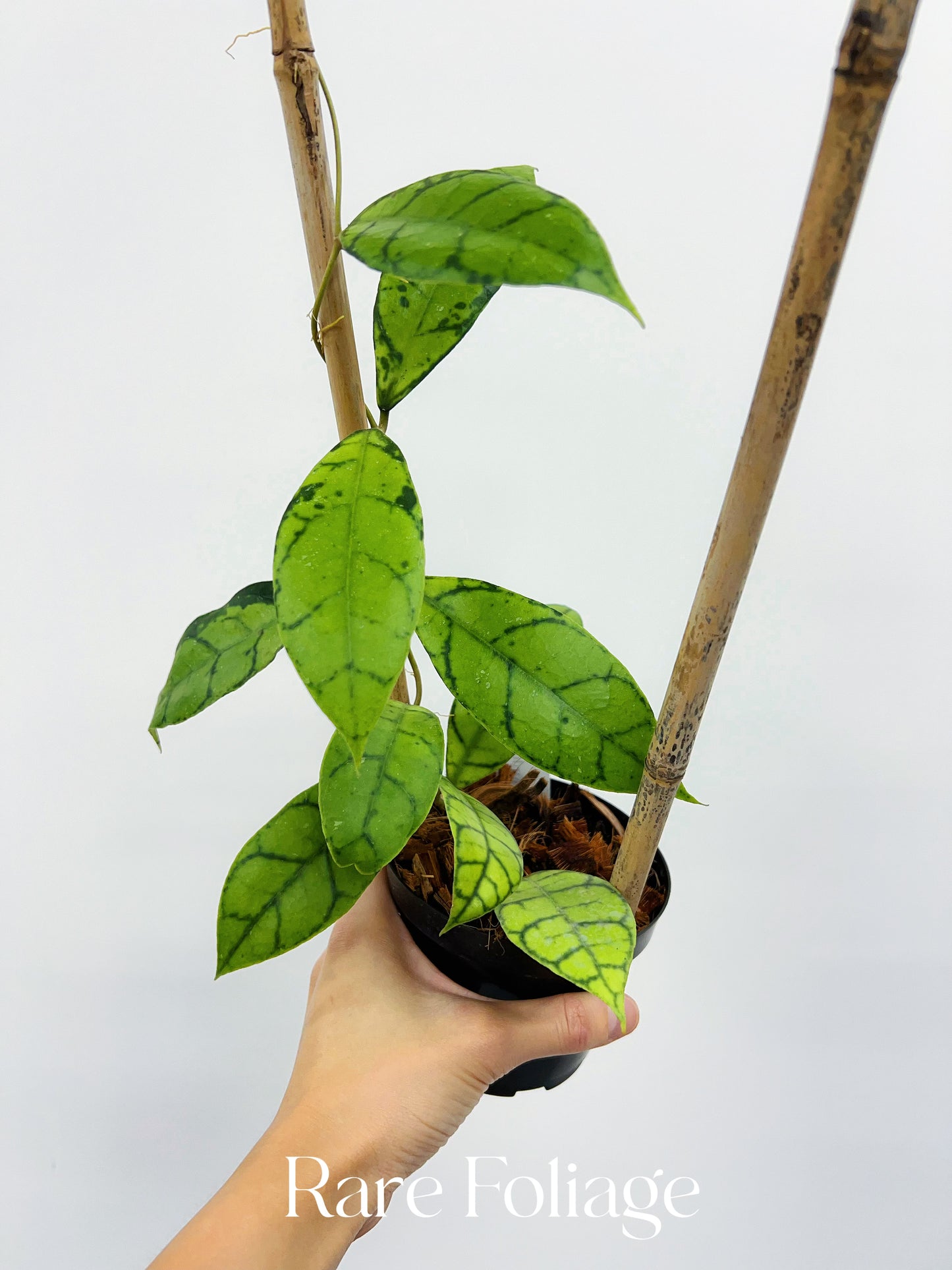 Hoya Callistophylla (Indonesia) 4” on Trellis