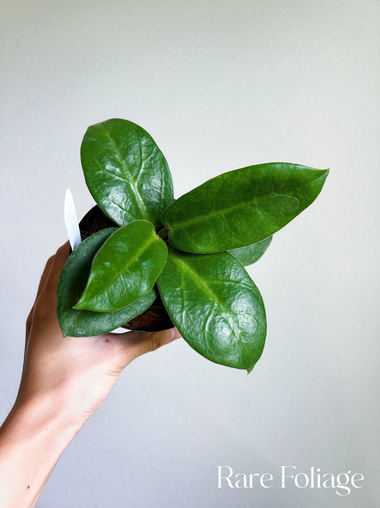 Hoya Calycina Stargazer 4”