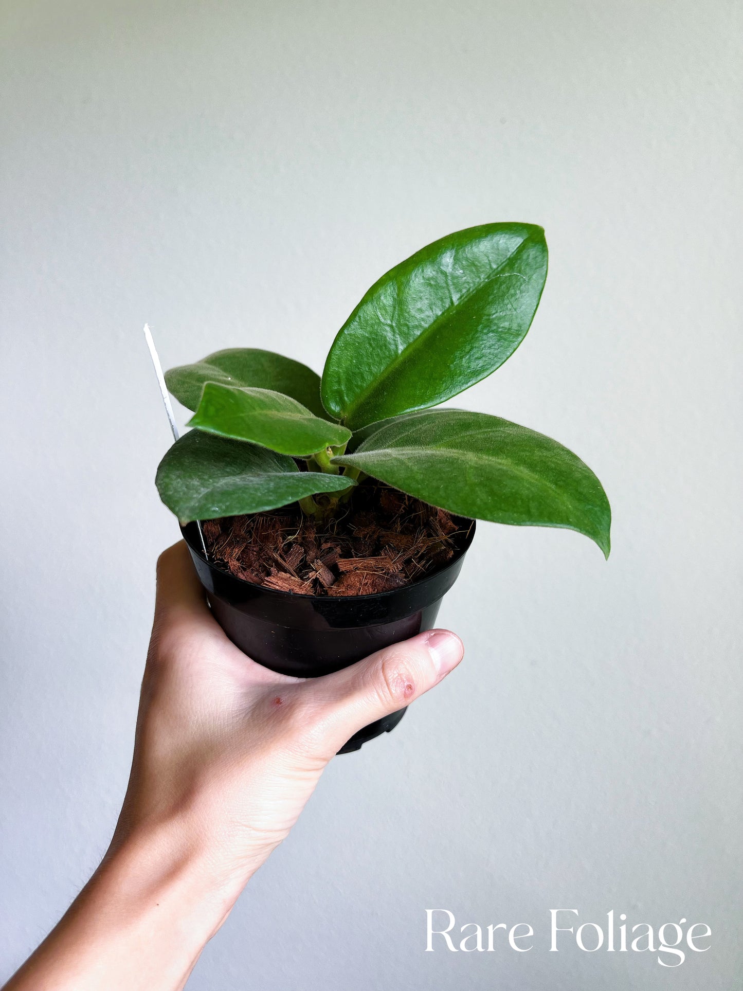 Hoya Calycina Stargazer 4”