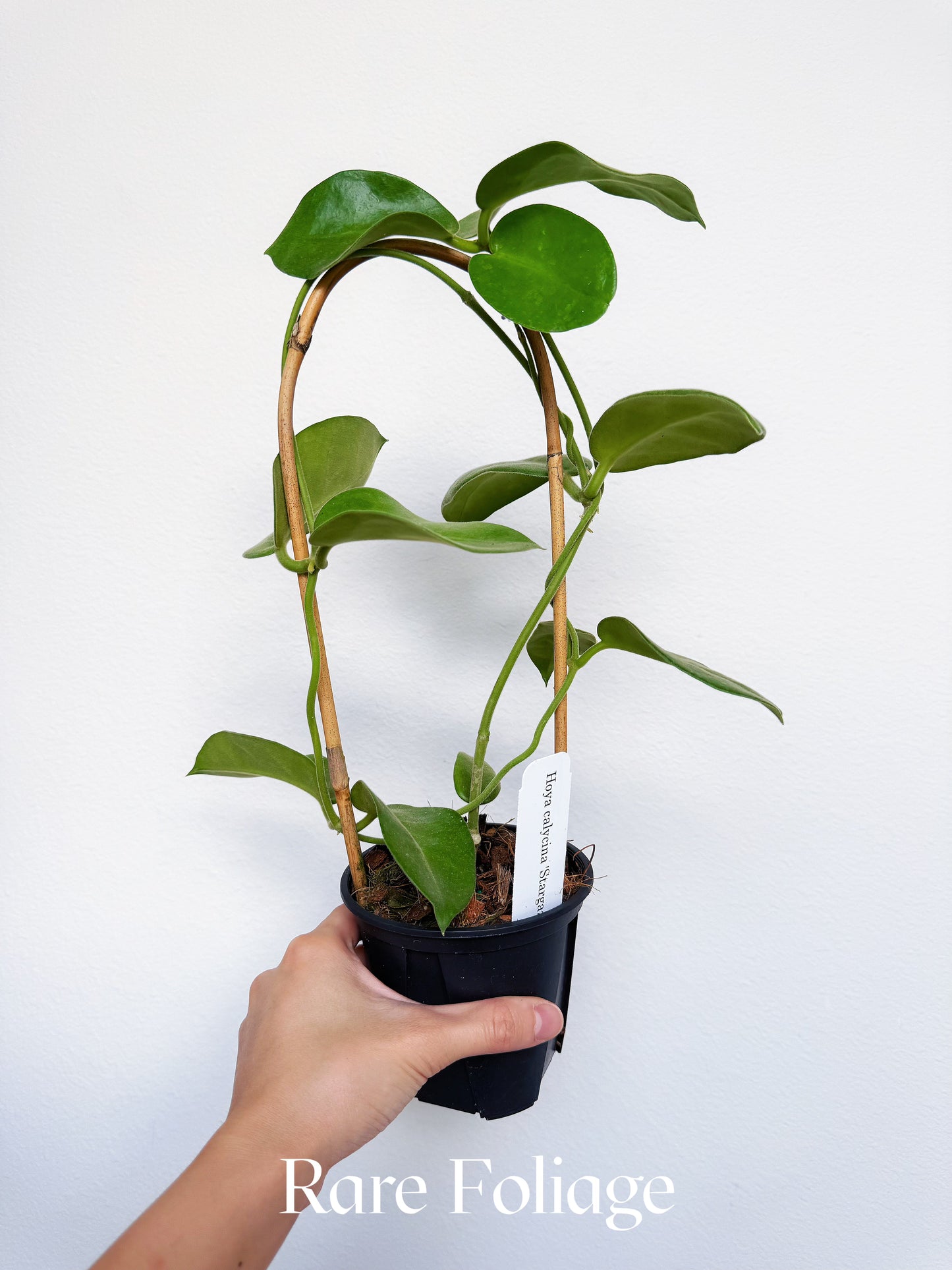 Hoya Calycina Stargazer 4”