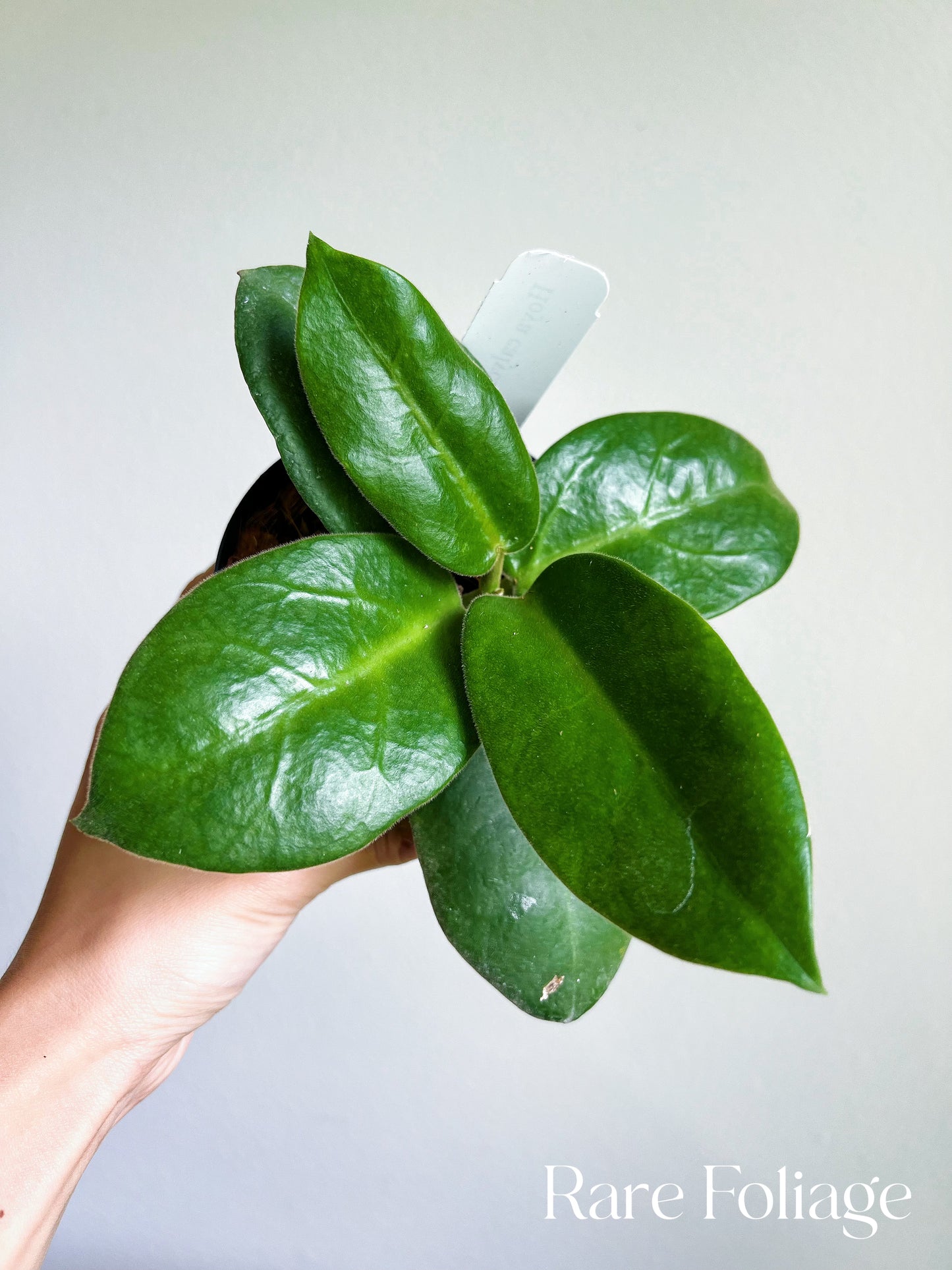 Hoya Calycina Stargazer 4”