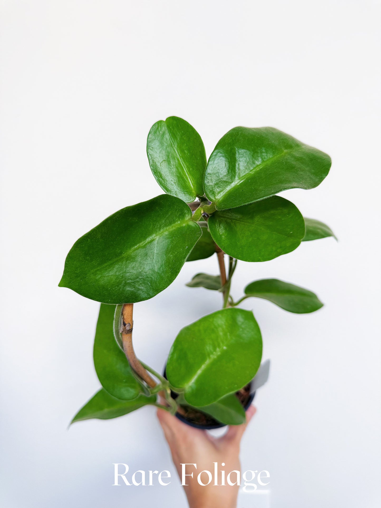 Hoya Calycina Stargazer 4”