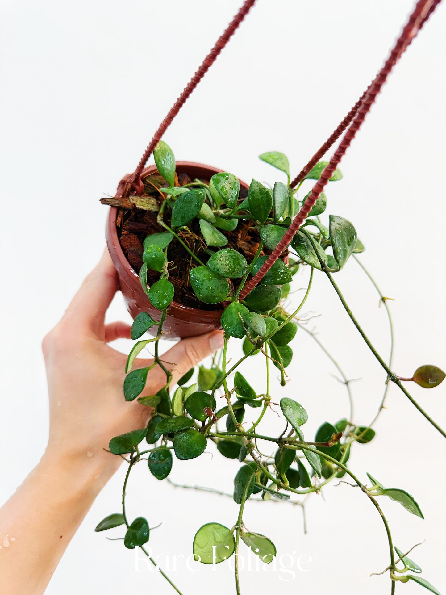 Hoya Carmelae 4" Hanging Basket