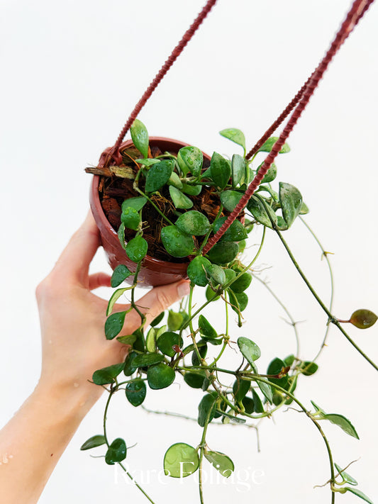 Hoya Carmelae 4" Hanging Basket