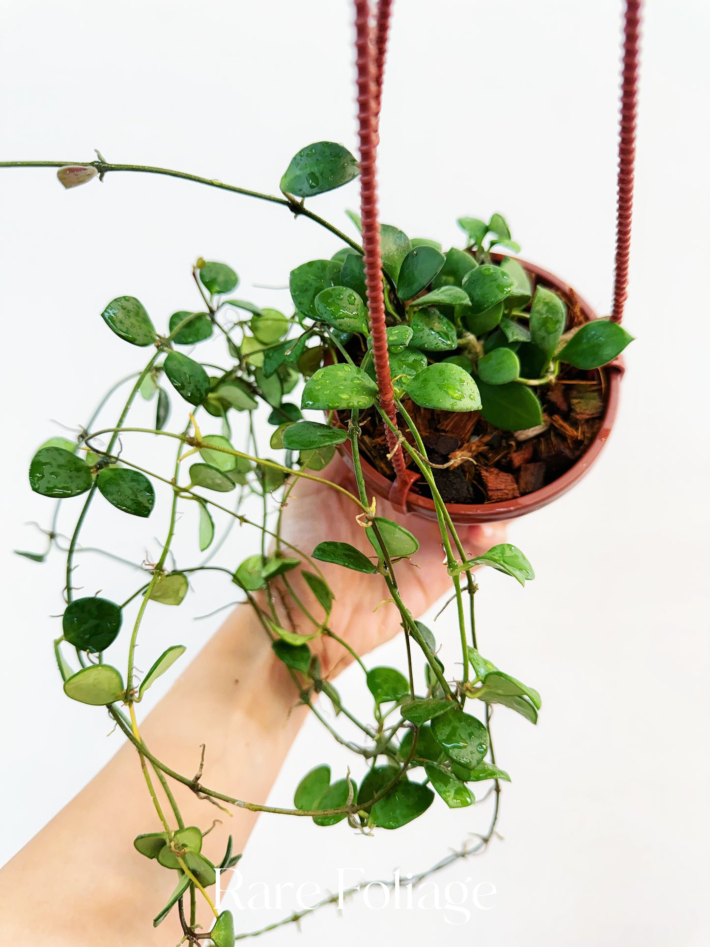 Hoya Carmelae 4" Hanging Basket