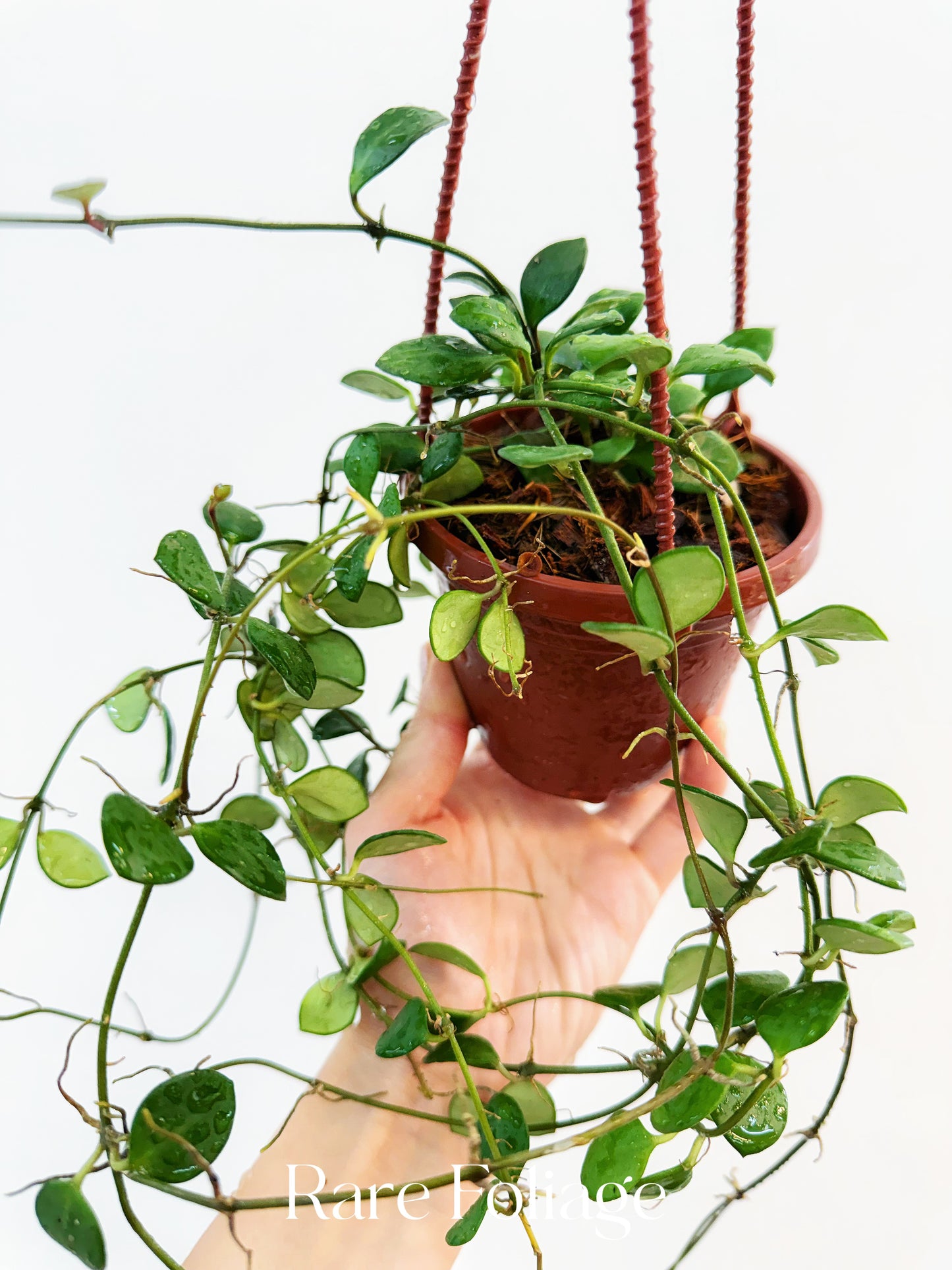 Hoya Carmelae 4" Hanging Basket