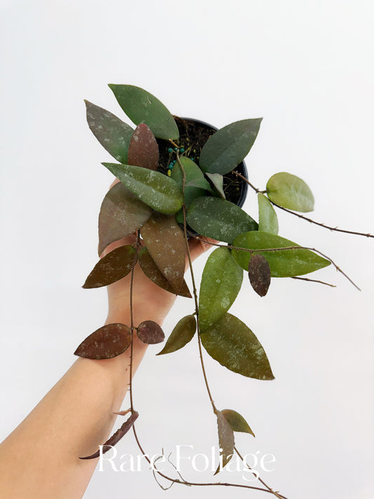 Hoya Caudata 4”