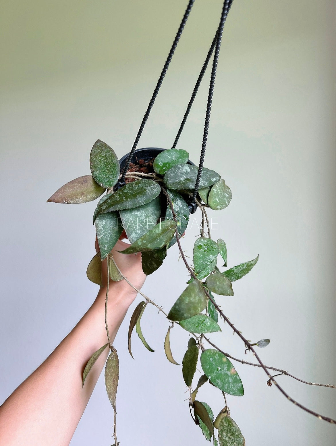 Hoya Caudata Sumatra 4" Hanging Basket