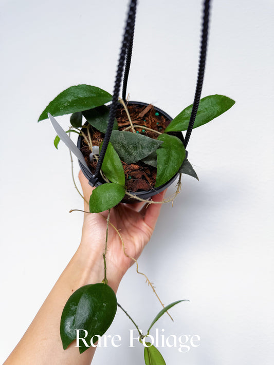 Hoya Caudata Sumatra 4"