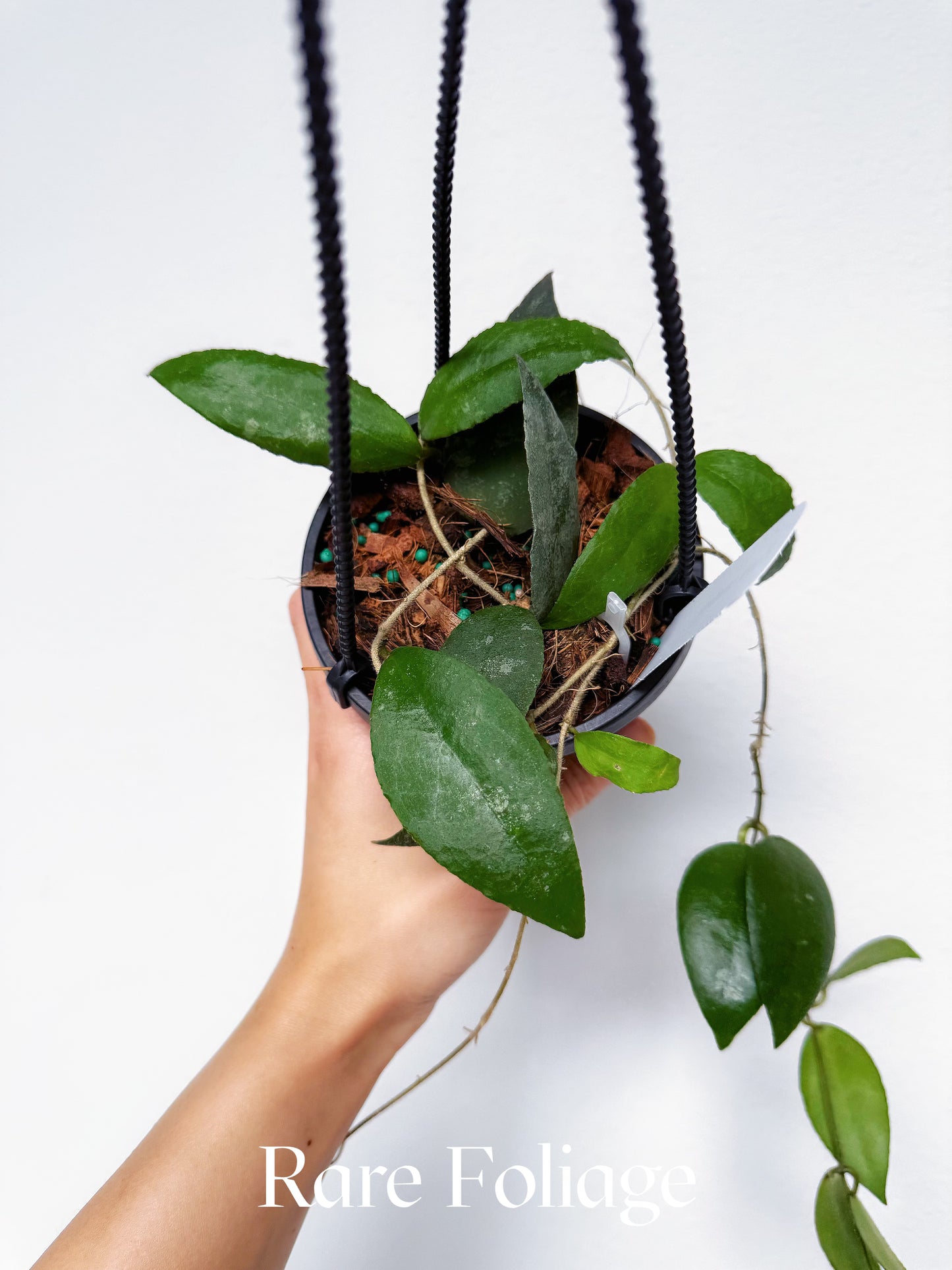 Hoya Caudata Sumatra 4"