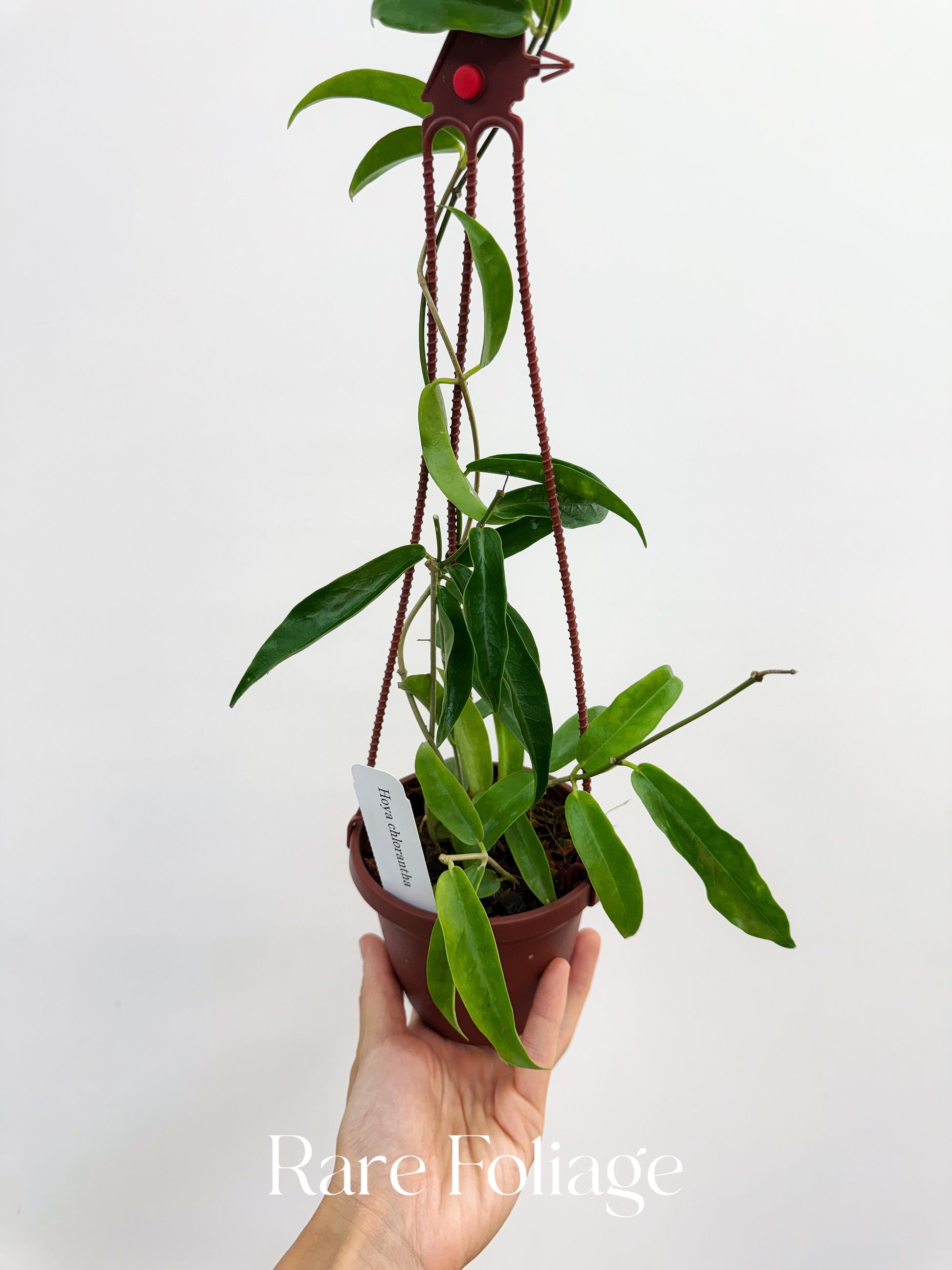 rare indoor hanging plants Hoya Chlorantha 4" Hanging Basket – Rare Foliage Plant Co