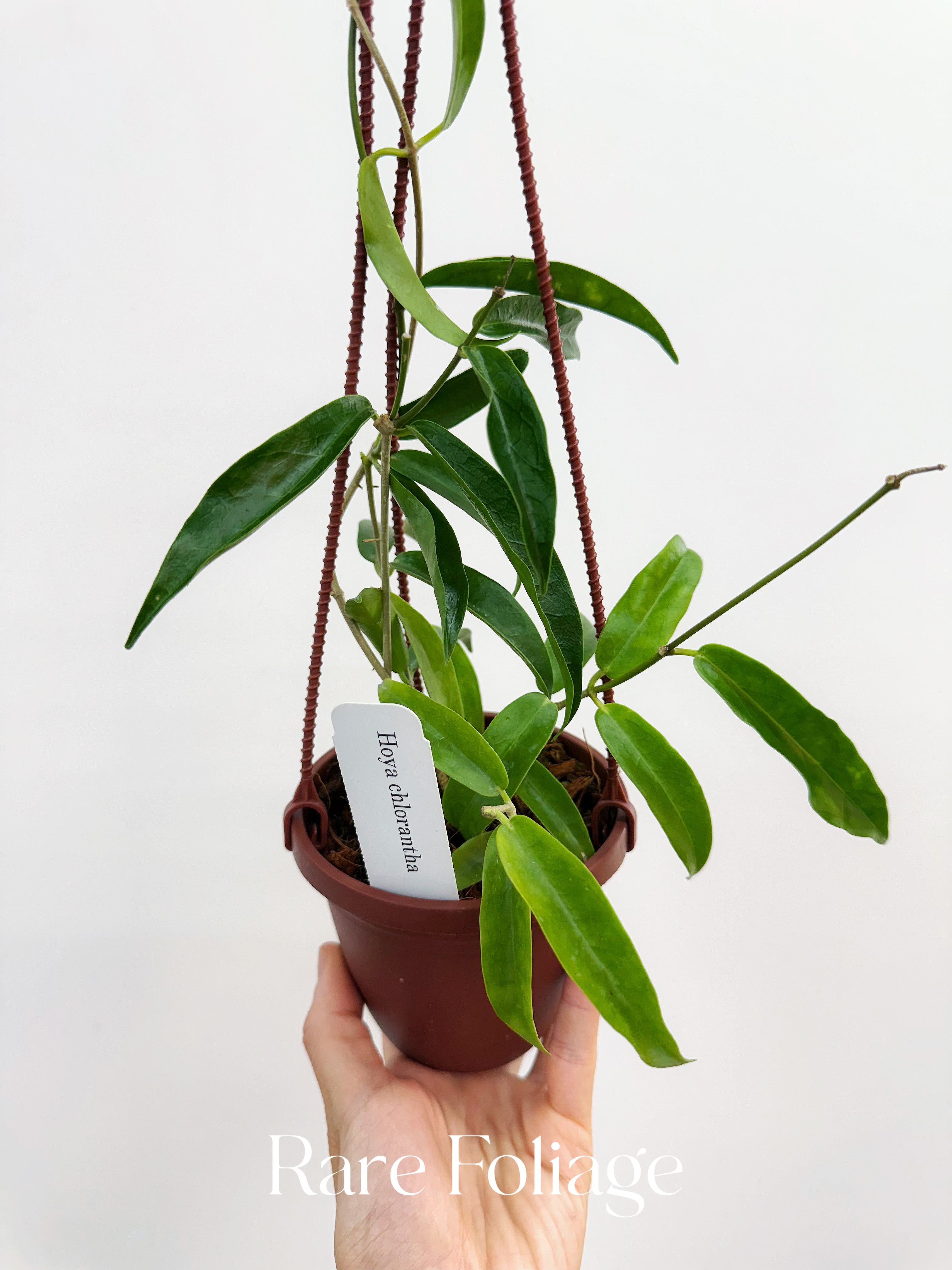 Hoya Chlorantha 4" Hanging Basket