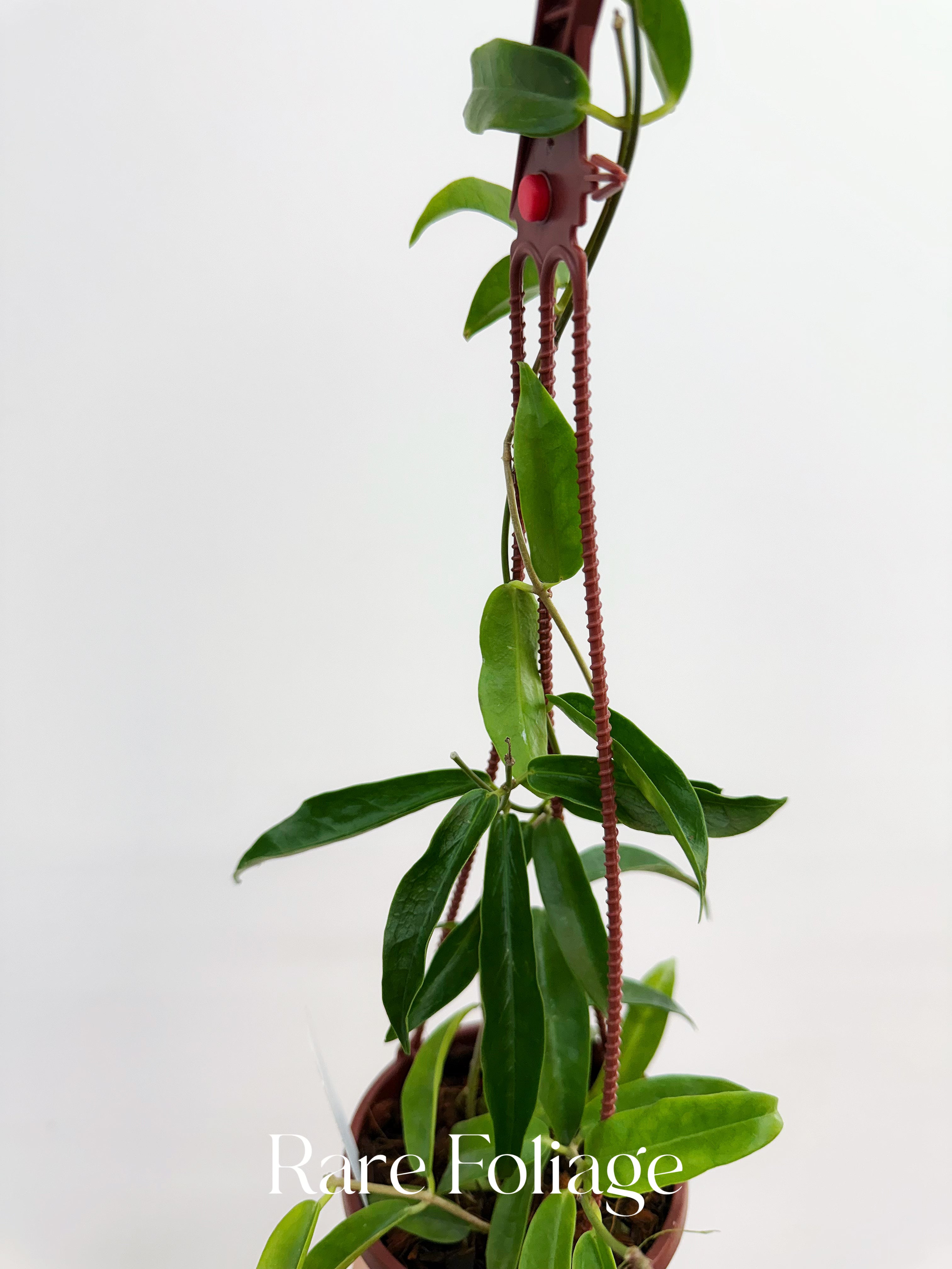 Hoya Chlorantha 4" Hanging Basket - Thumbnail 3
