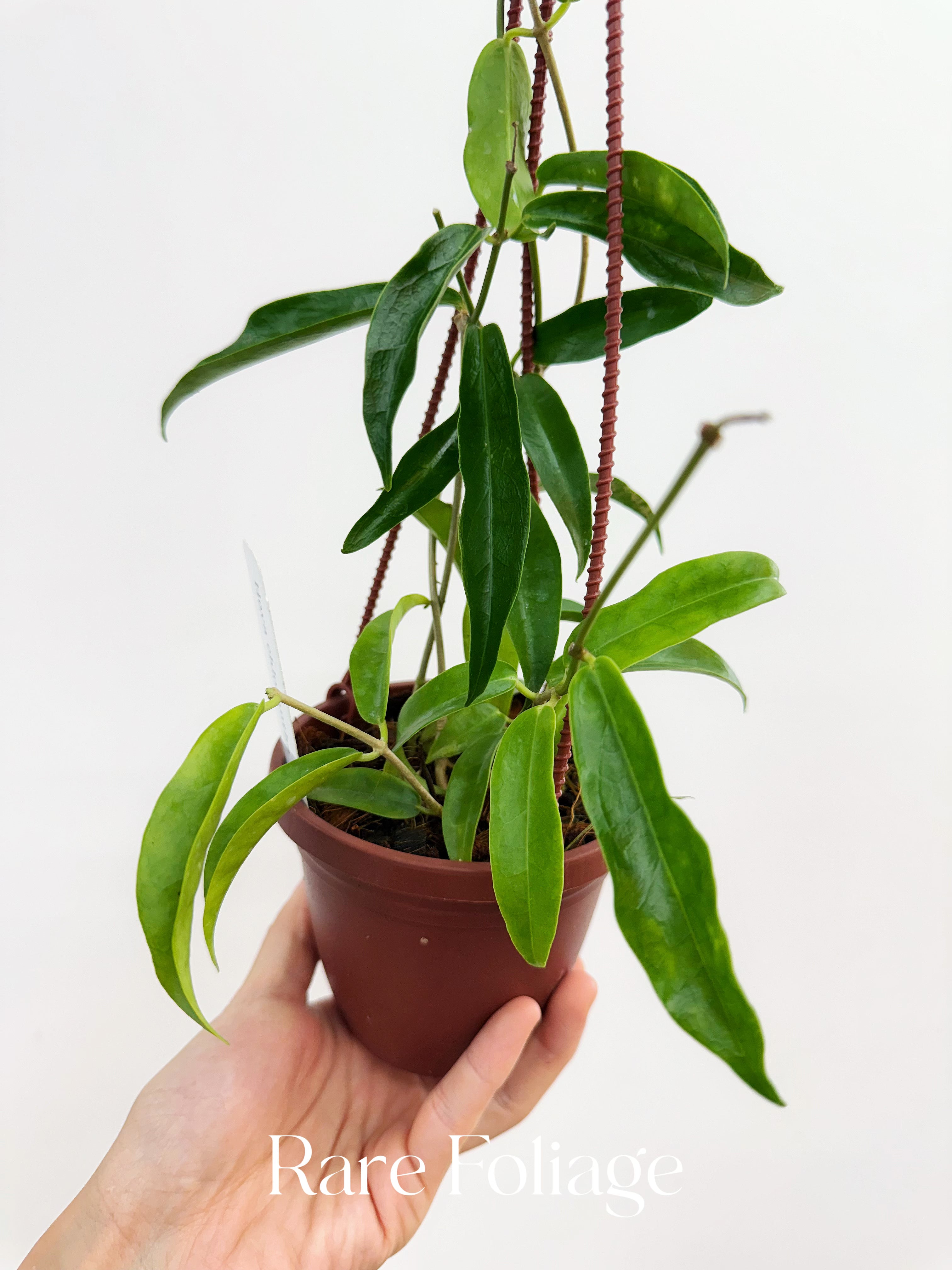 Hoya Chlorantha 4" Hanging Basket - Thumbnail 2