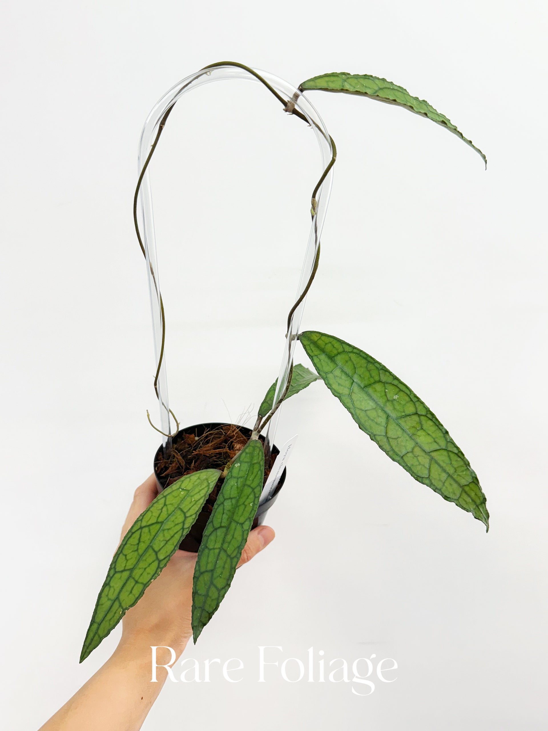 Hoya Clemensiorum 4” – Rare Foliage Plant Co