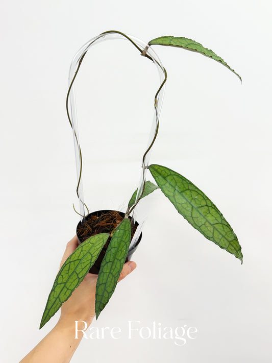 Hoya Clemensiorum 4”