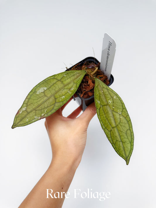 Hoya Clemensiorum 3"
