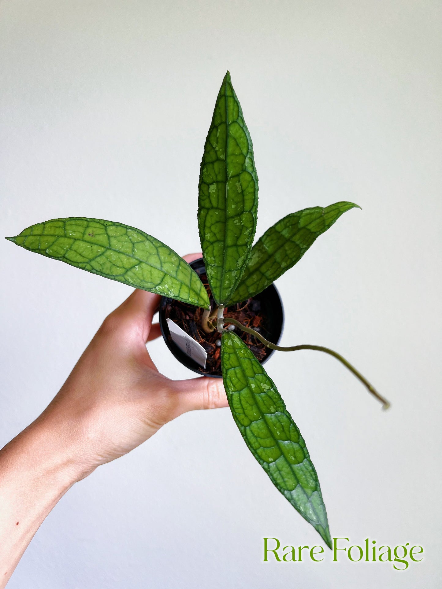 Hoya Clemensiorum 3”