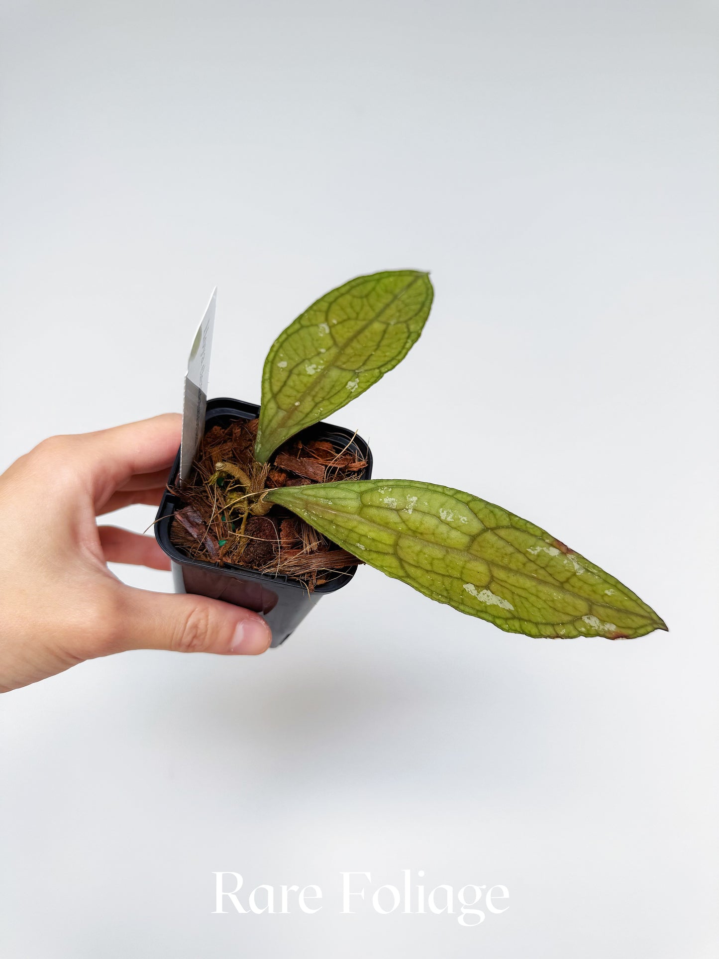 Hoya Clemensiorum 3"