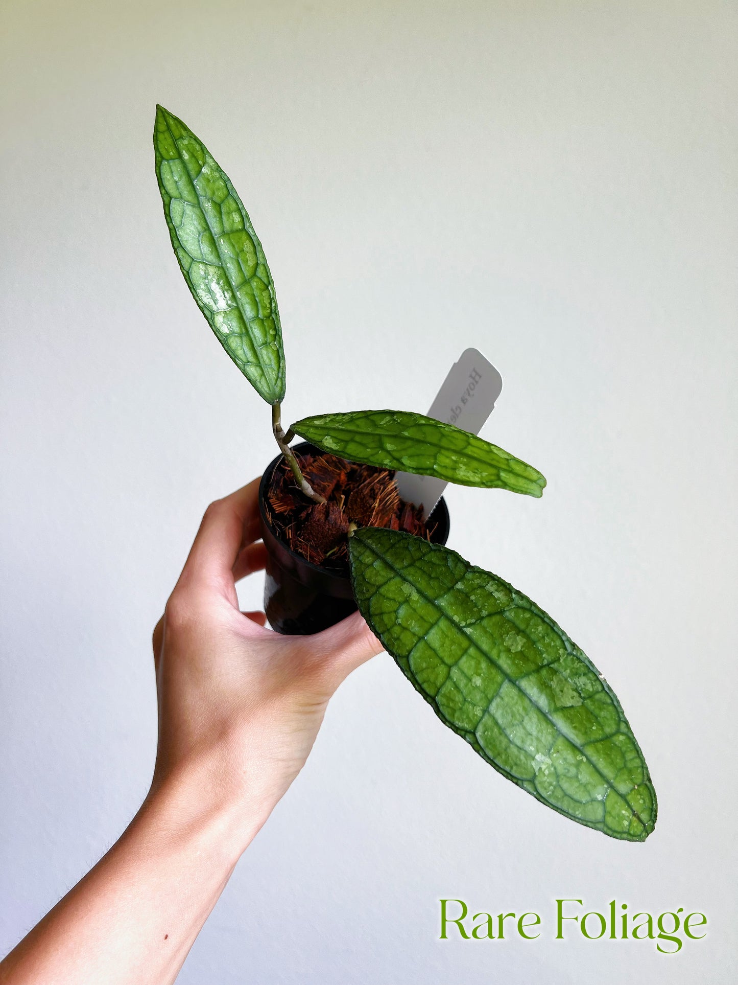 Hoya Clemensiorum 3”