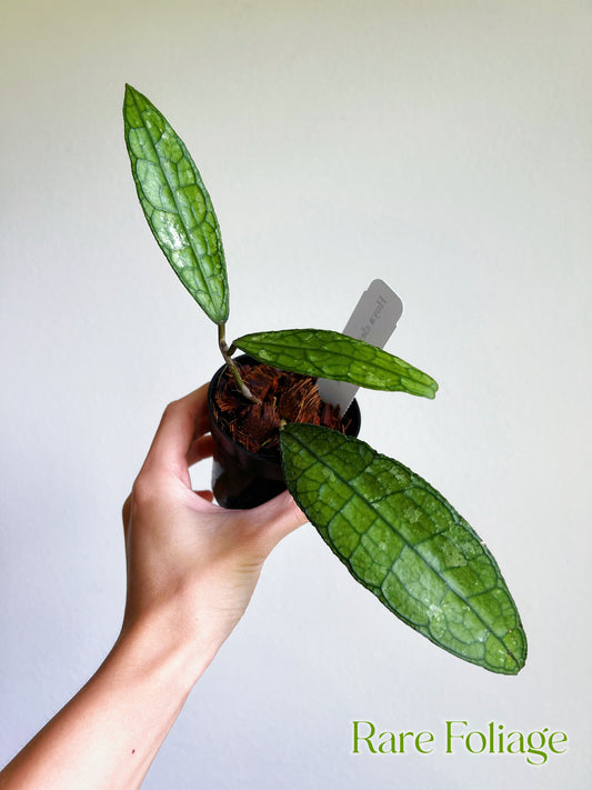 Hoya Clemensiorum 3”