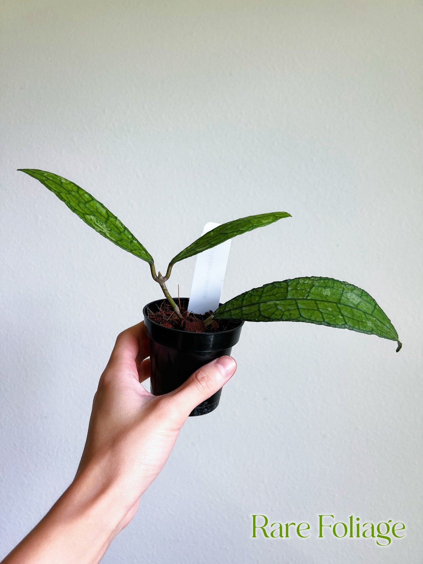 Hoya Clemensiorum 3”