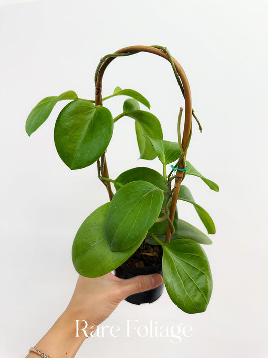 Hoya Cominsii Trellis 4"