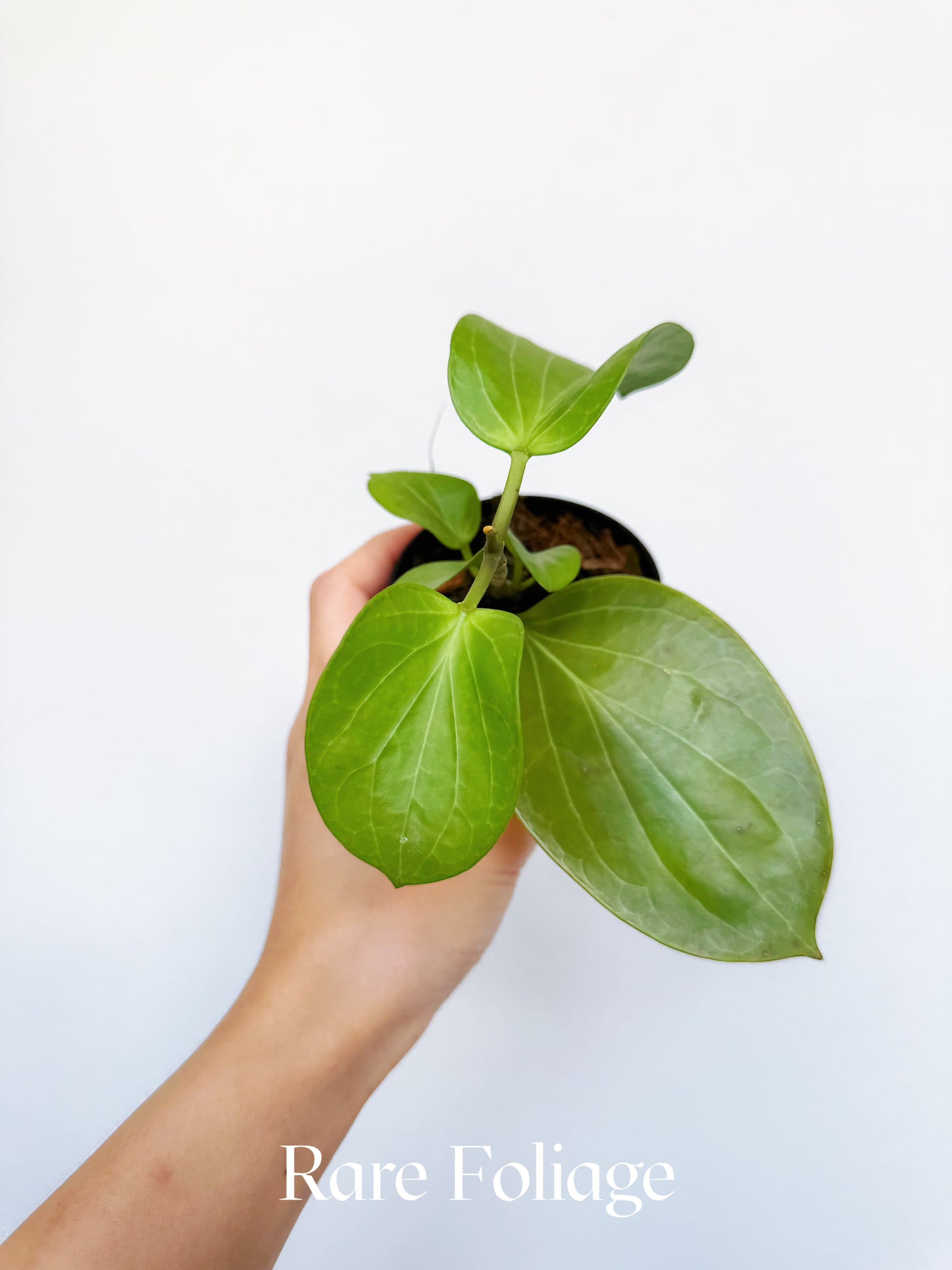 Hoya Cominsii 3"