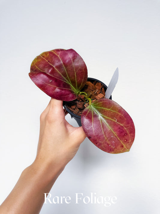 Hoya Cominsii 3" (Sun-stressed Red)