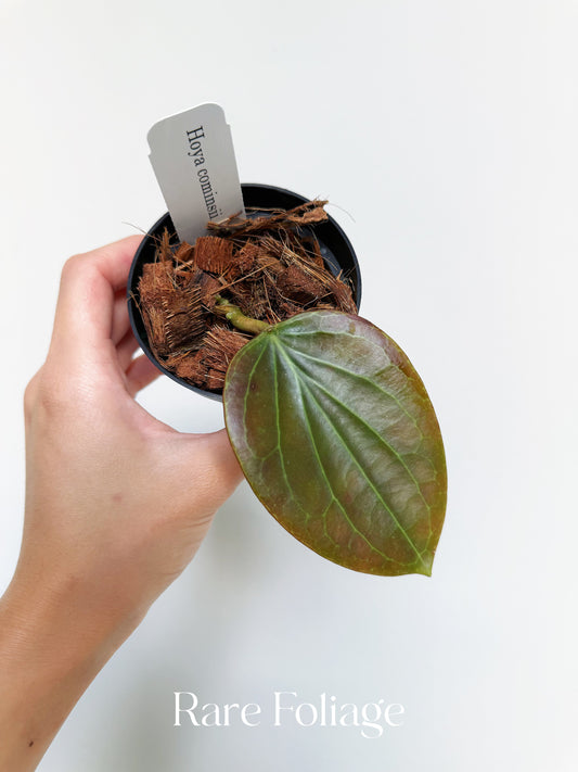 Hoya Cominsii 3"