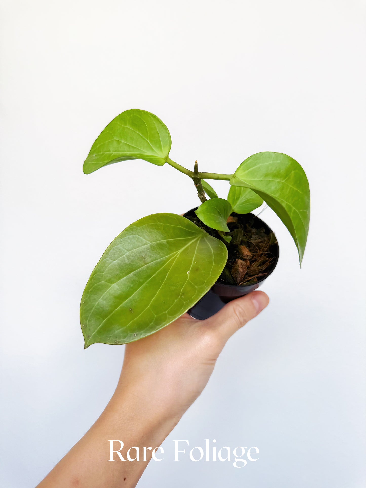 Hoya Cominsii 3"