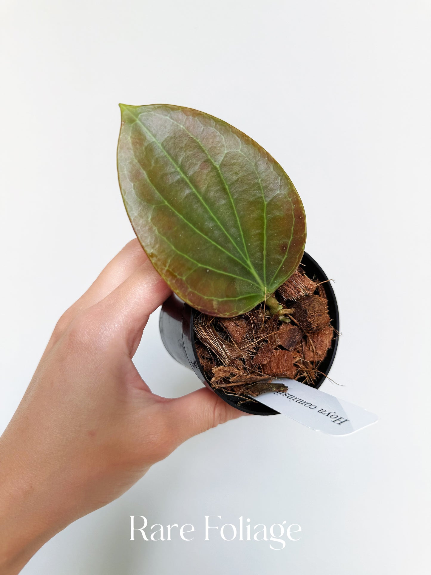Hoya Cominsii 3"