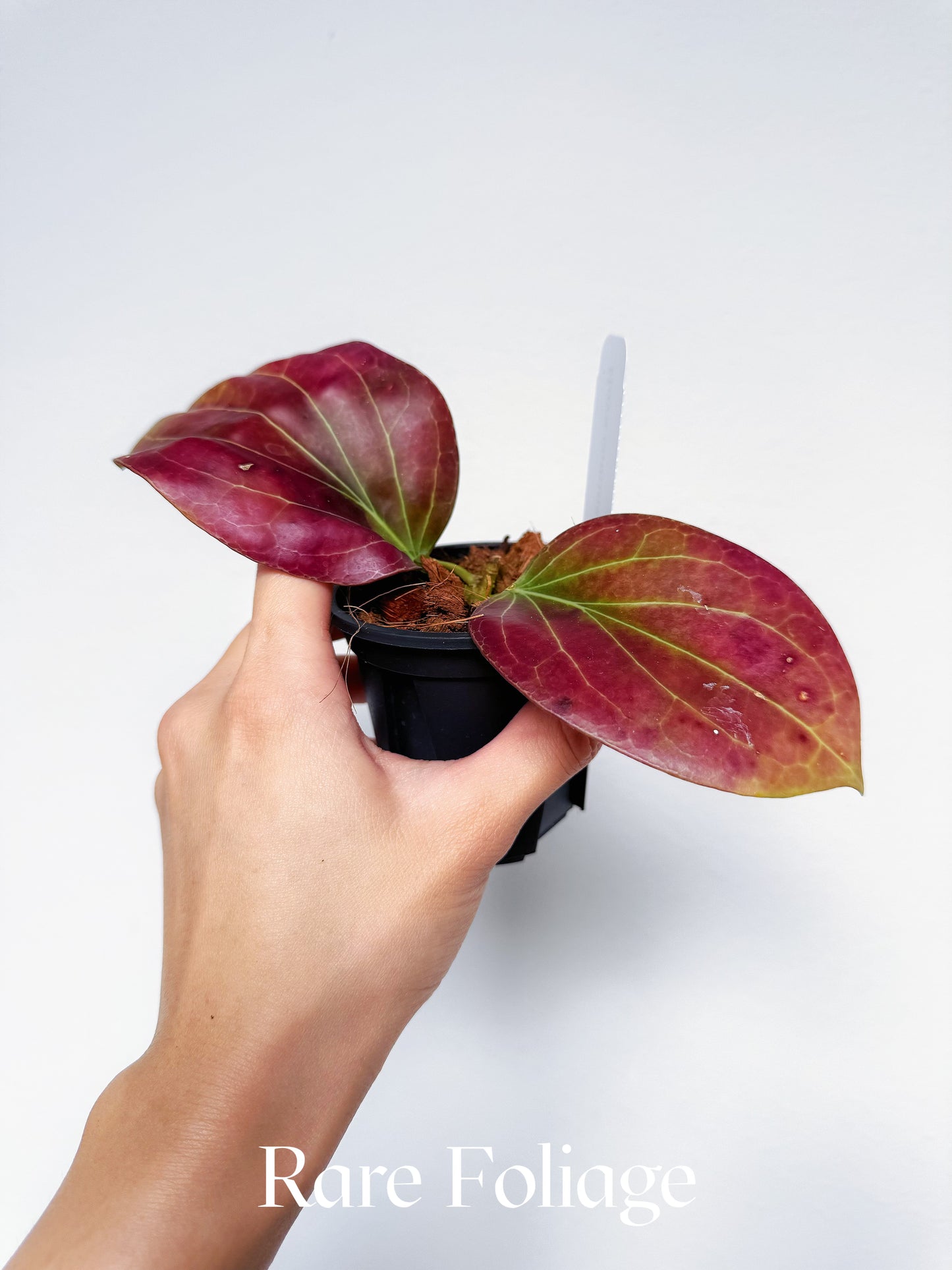 Hoya Cominsii 3" (Sun-stressed Red)