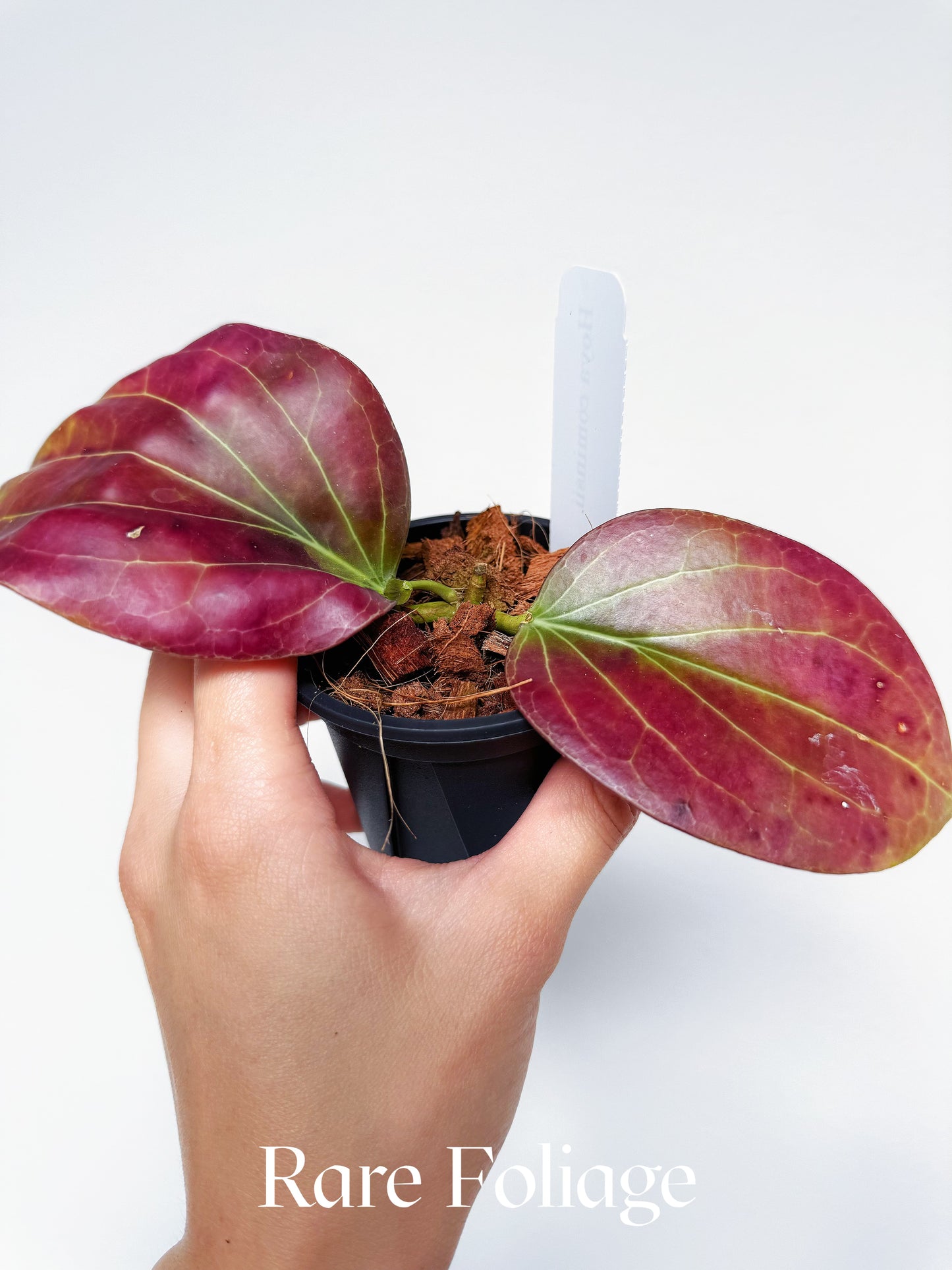 Hoya Cominsii 3" (Sun-stressed Red)