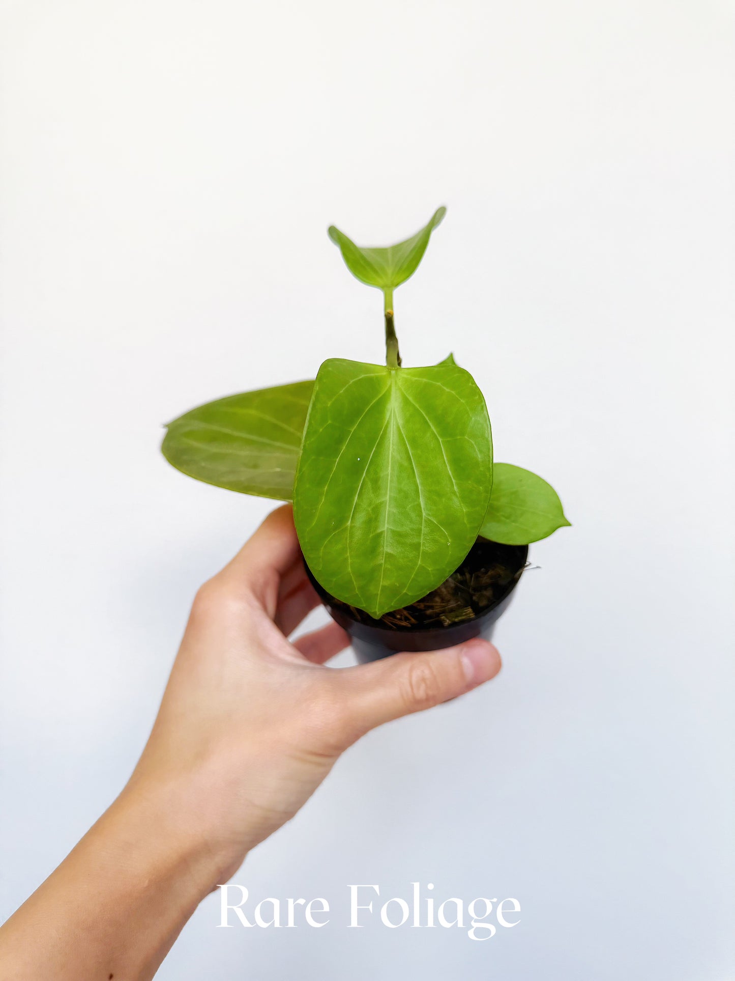 Hoya Cominsii 3"