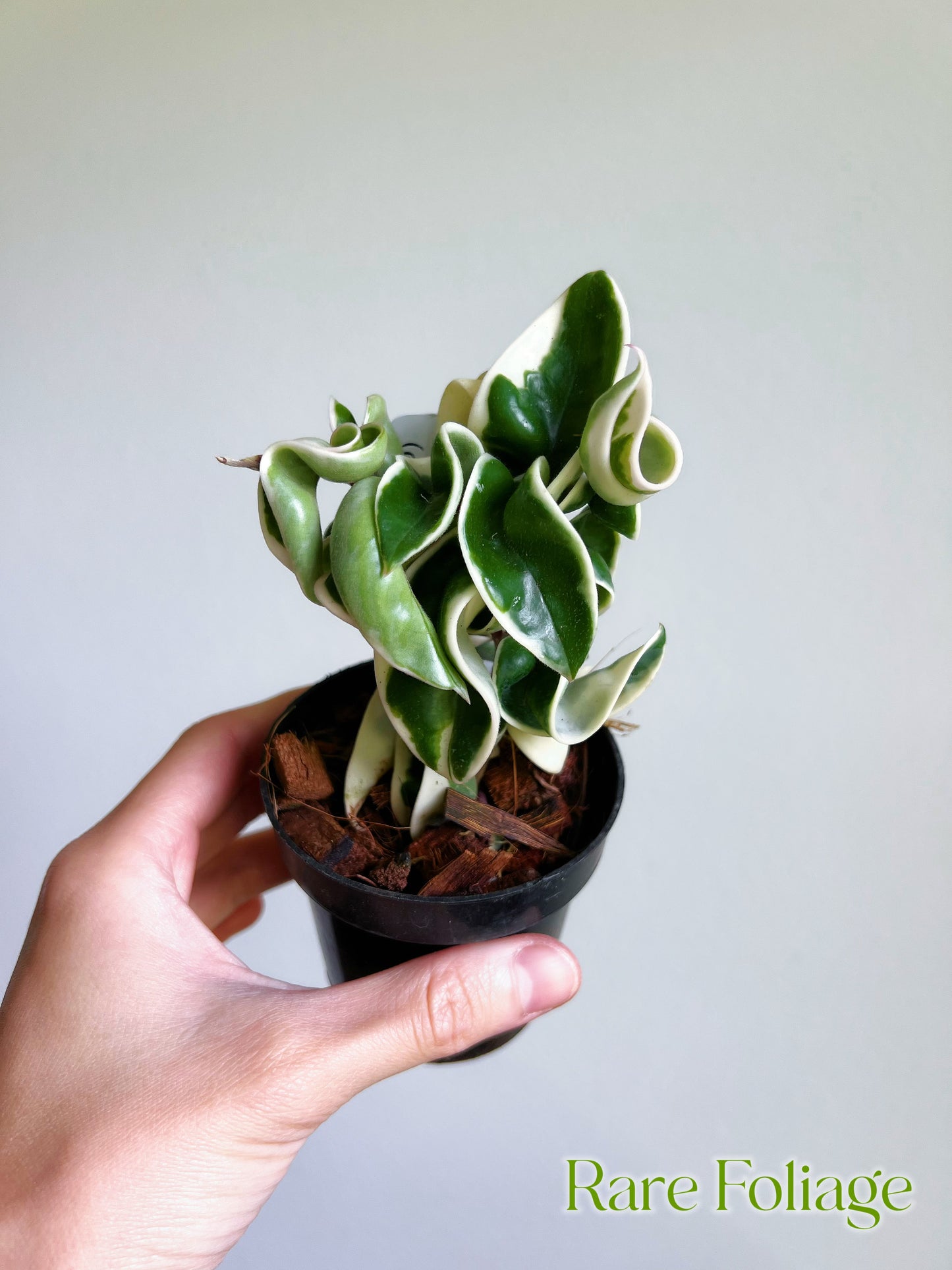 Hoya Carnosa Compacta Hindu Rope Variegata 3"