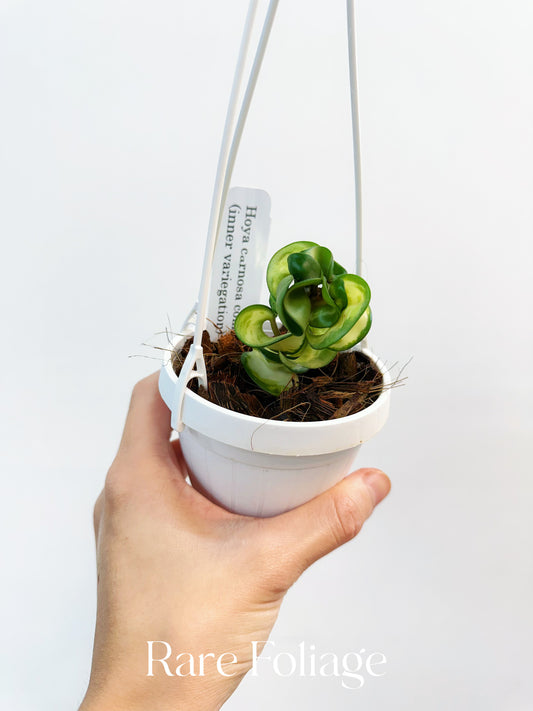 Hoya Compacta Mauna Loa Inner Variegated 3" Hanging Basket