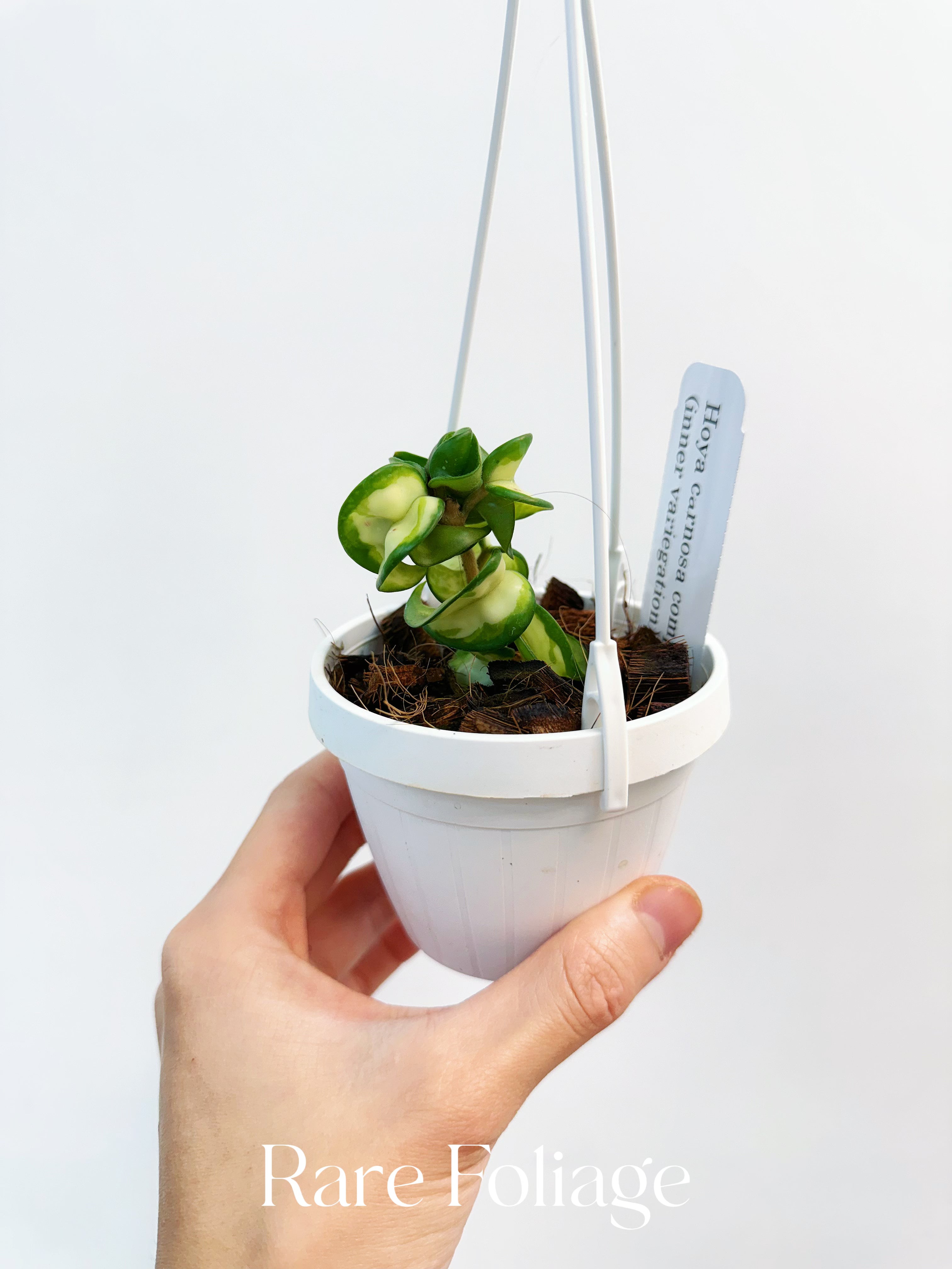 Hoya Compacta Mauna Loa Inner Variegated 3" Hanging Basket - Thumbnail 3