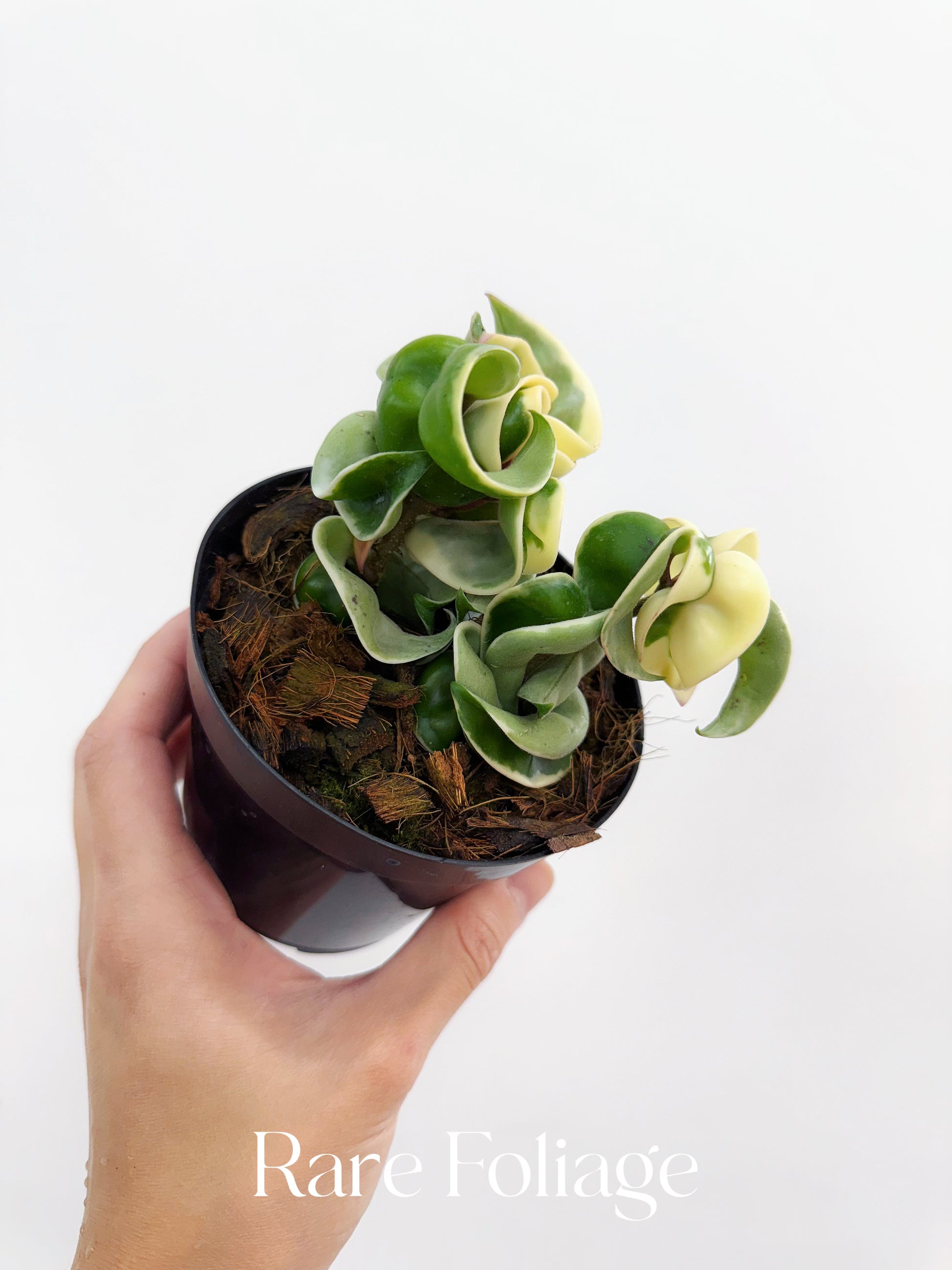 hoya plant succulent Hoya Carnosa Compacta Hindu Rope Variegata 4" – Rare Foliage Plant Co