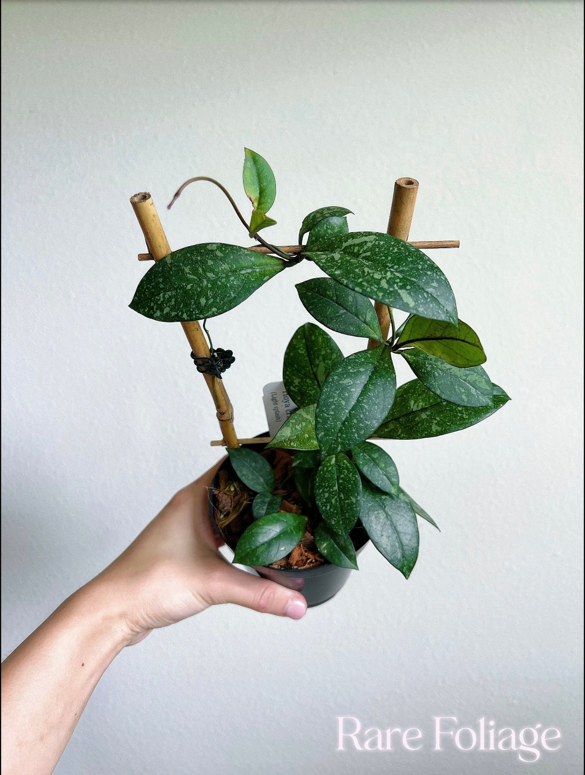 Hoya Crassipetiolata Splash 4" Trellis