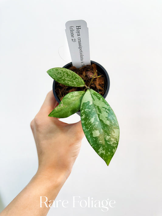 Hoya Crassipetiolata x Michele (Clone 2) 3"